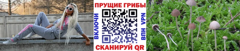 Псилоцибиновые грибы Psilocybe Елизово